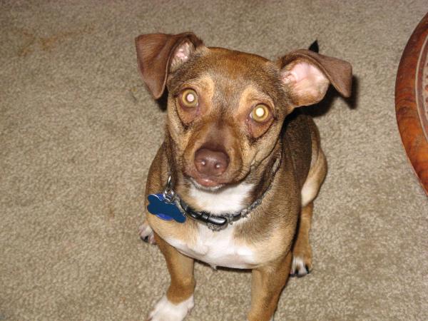 /Images/uploads/Friends of Seal Beach Animal Care Center/2025sbacc/entries/32315thumb.jpg